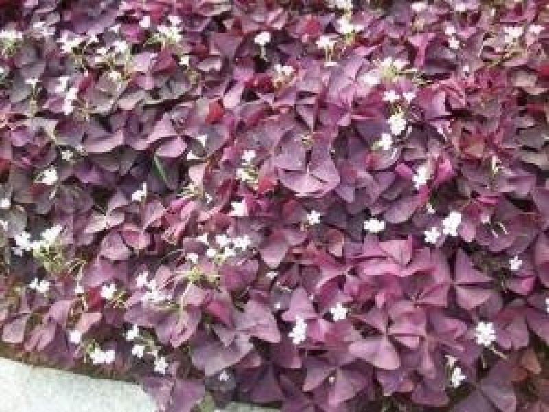 紫叶榨浆草种球精品醡浆草大量现货供应欢迎咨询