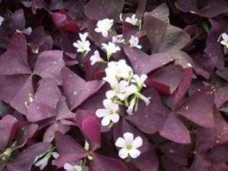 紫叶榨浆草种球精品醡浆草大量现货供应欢迎咨询