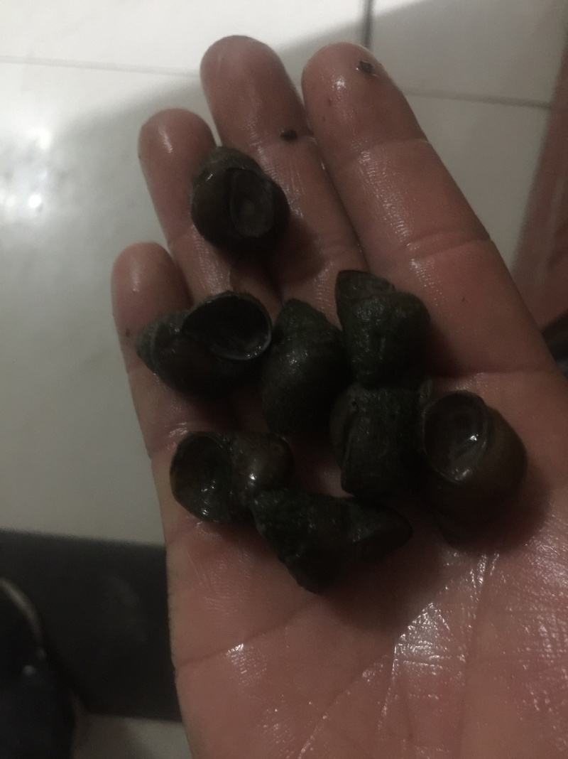蚂蟥饲料螺籽螺汤螺包成活率各种规格