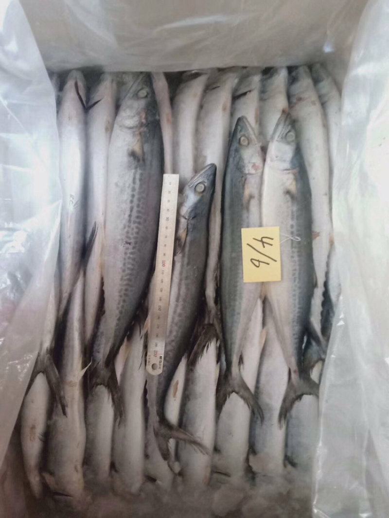 台鲅鱼一斤三四个头质量超好