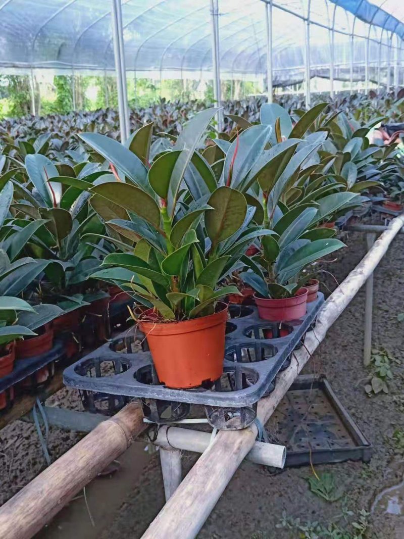 110#橡皮树盆栽室内观叶小盆栽