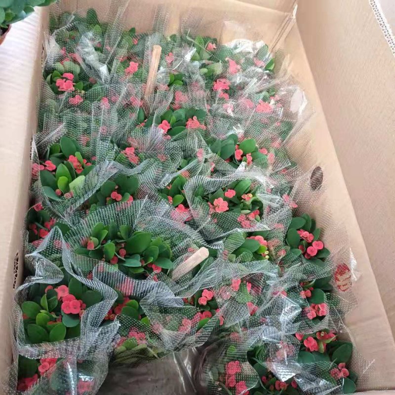 110#黄金葛盆栽垂直绿化绿墙植物绿萝小盆栽