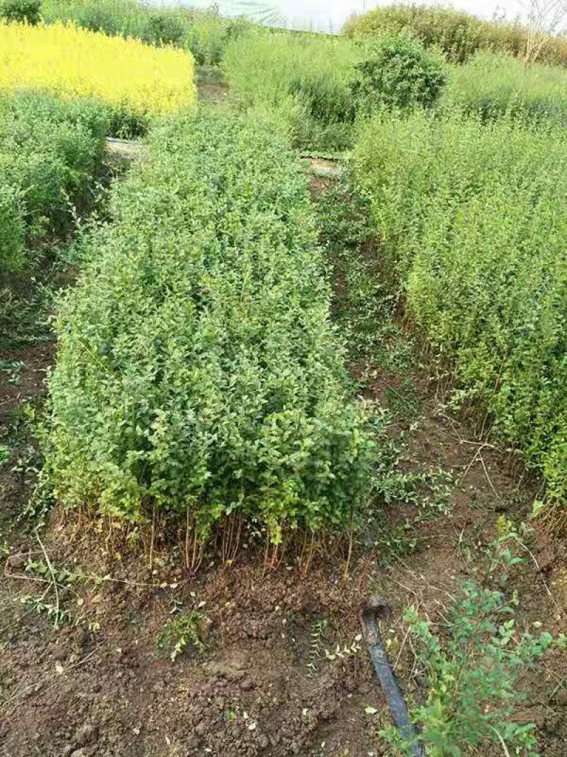 造型女贞，庭院，道路，公园绿化，四季长青造型女贞