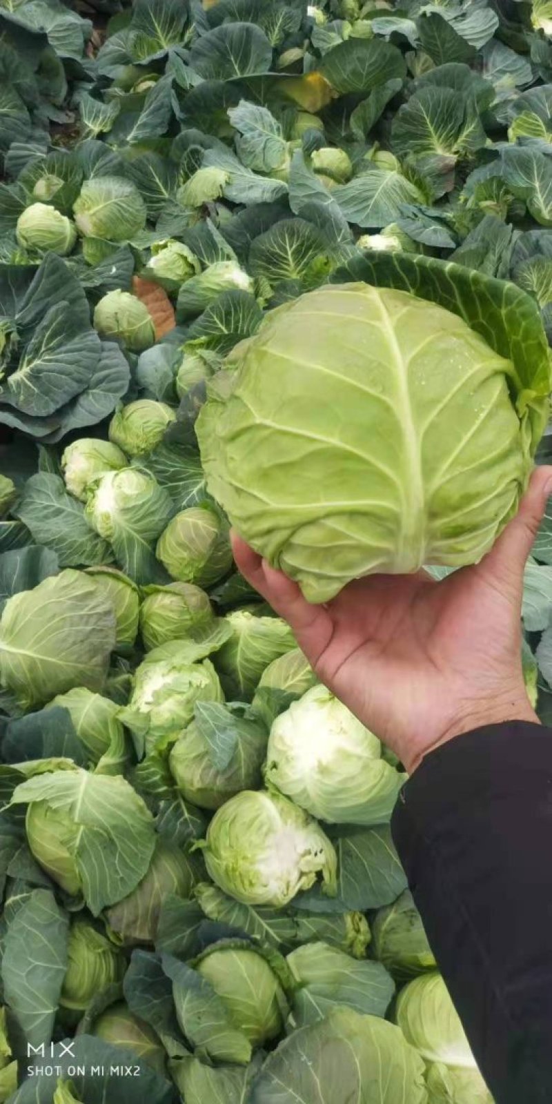 嘉鱼县甘蓝圆包菜，精品甘蓝大量批发诚信经营实力供应