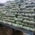 嘉鱼县甘蓝圆包菜，精品甘蓝大量批发诚信经营实力供应