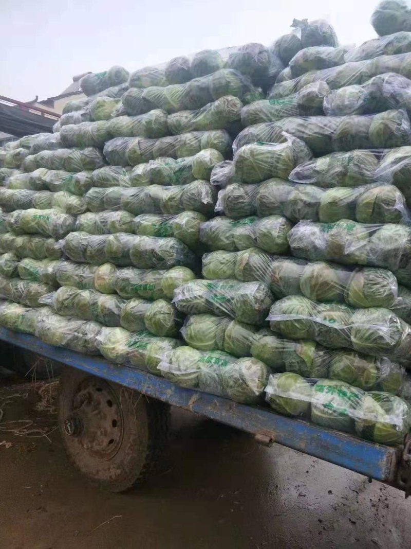 嘉鱼县甘蓝圆包菜，精品甘蓝大量批发诚信经营实力供应