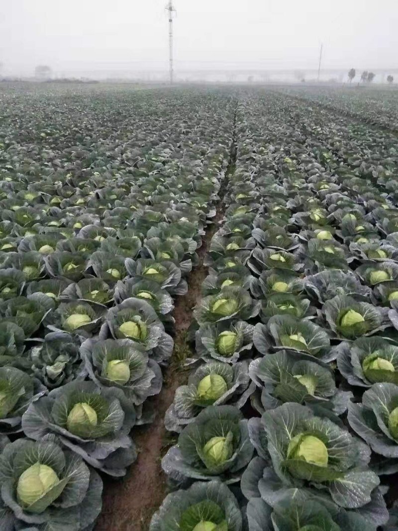 嘉鱼县甘蓝圆包菜，精品甘蓝大量批发诚信经营实力供应