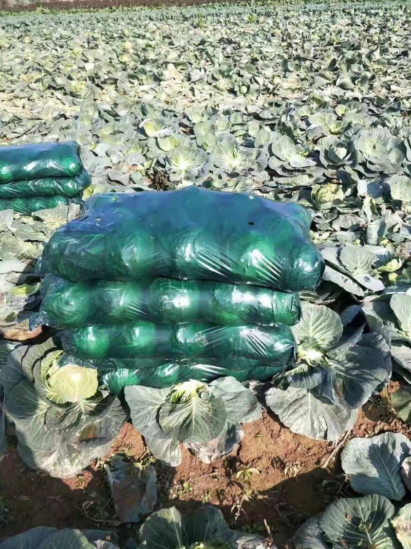 嘉鱼县甘蓝圆包菜，精品甘蓝大量批发诚信经营实力供应