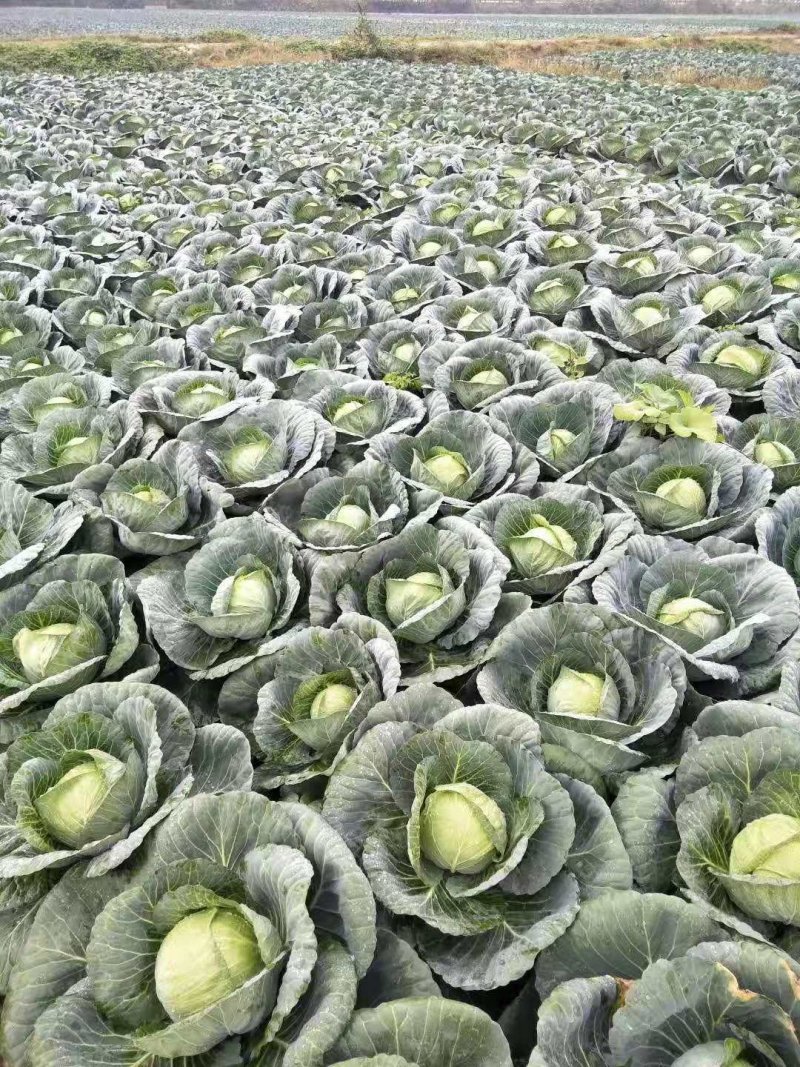 嘉鱼县甘蓝圆包菜，精品甘蓝大量批发诚信经营实力供应