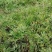 野生鼠耳草清明草粑粑草