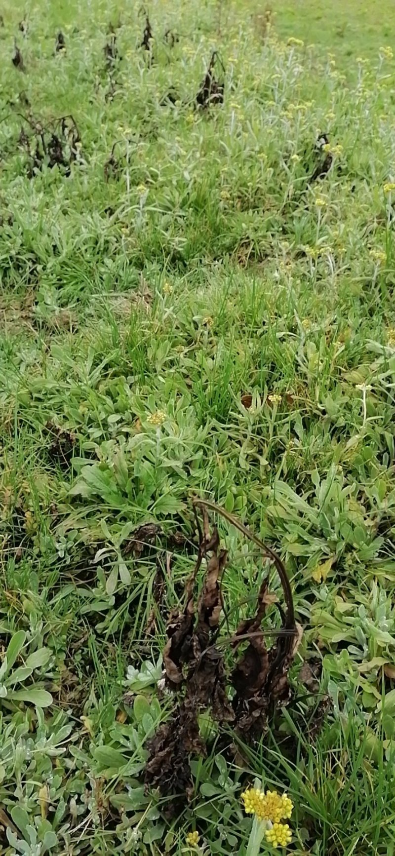 野生鼠耳草清明草粑粑草