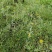 野生鼠耳草清明草粑粑草