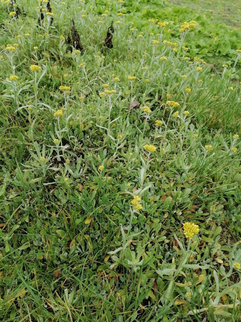 野生鼠耳草清明草粑粑草