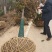 广玉兰树，河南省潢川县宏昌苗圃场基地直销，量大价优