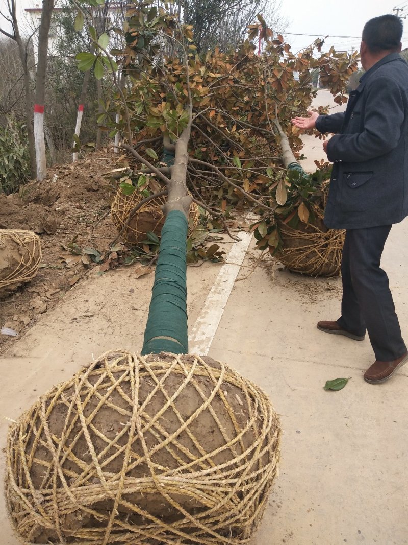 广玉兰树，河南省潢川县宏昌苗圃场基地直销，量大价优