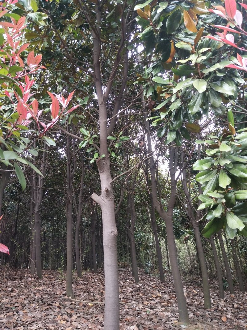 广玉兰树，河南省潢川县宏昌苗圃场基地直销，量大价优