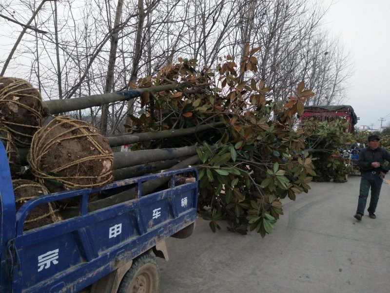广玉兰树，河南省潢川县宏昌苗圃场基地直销，量大价优