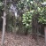 广玉兰树，河南省潢川县宏昌苗圃场基地直销，量大价优