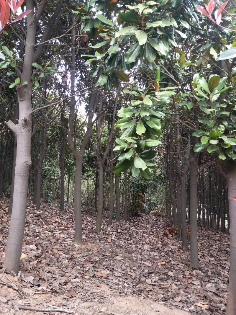 广玉兰树，河南省潢川县宏昌苗圃场基地直销，量大价优