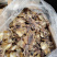 墨鱼干新鲜出炉长期有货保质保量量大优惠