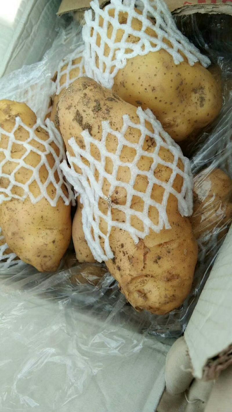 山东土豆！荷兰十五冷库土豆供应，开库供应优质土豆