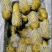 山东土豆荷兰十五！沃土！v7库存货开始出库供应代发