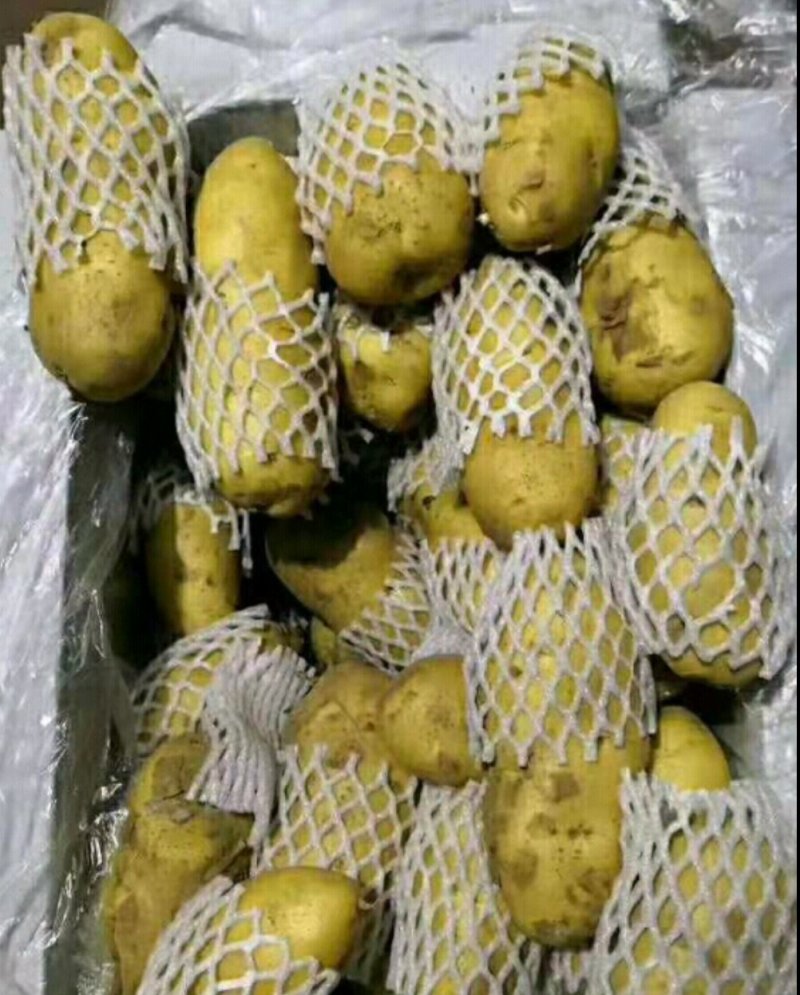 山东土豆荷兰十五！沃土！v7库存货开始出库供应代发