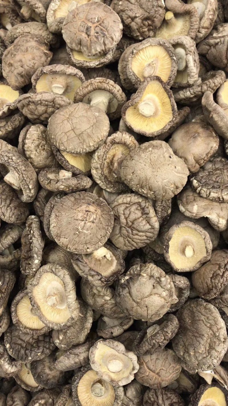 各种规格纯生态木头干香菇