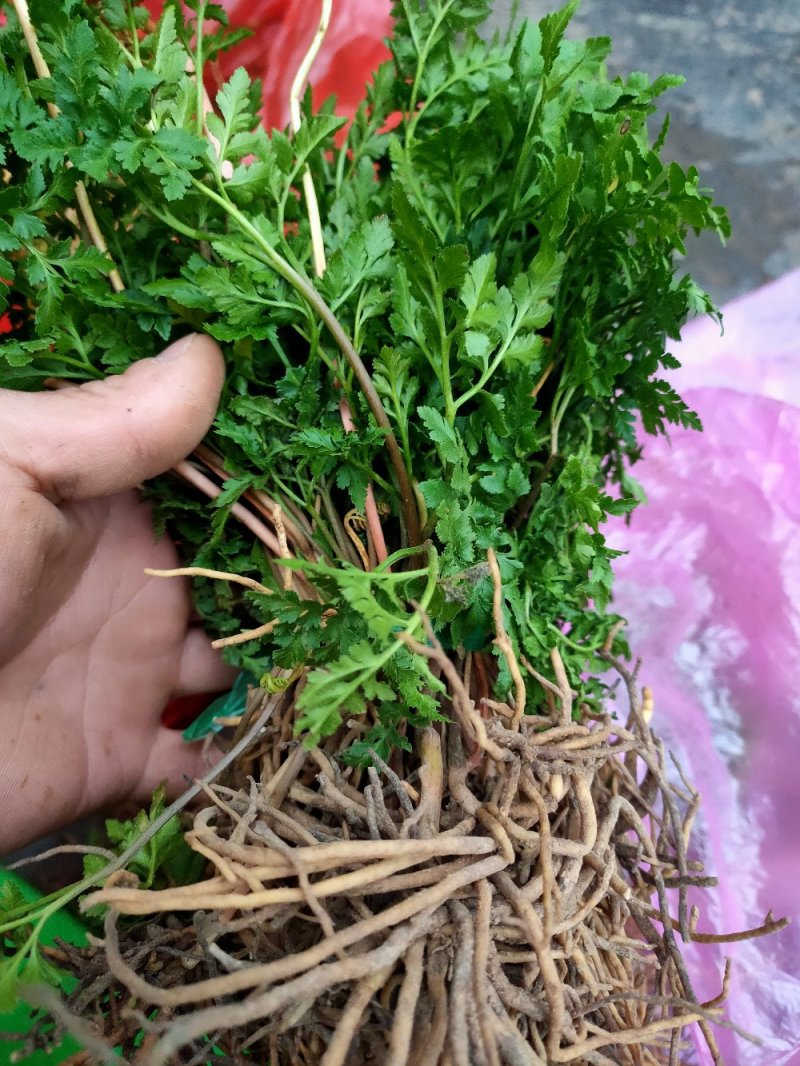 阴地蕨，一朵云，湖南高山地区野生阴地蕨，