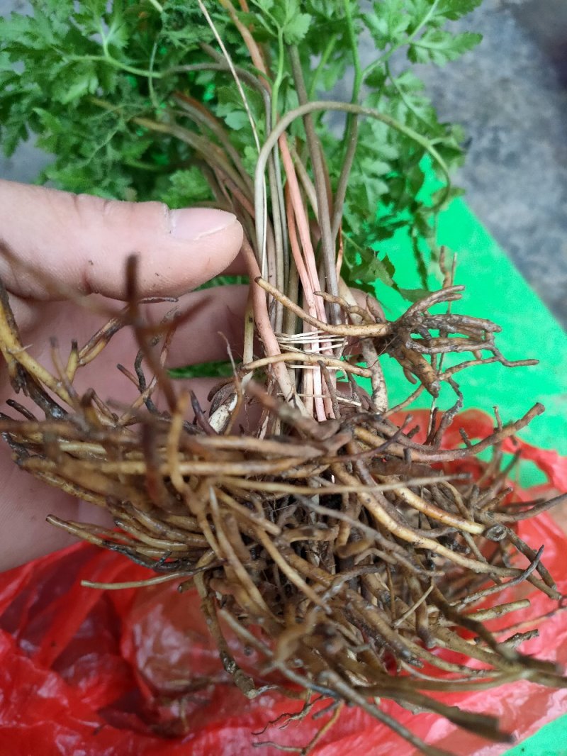 阴地蕨，一朵云，湖南高山地区野生阴地蕨，