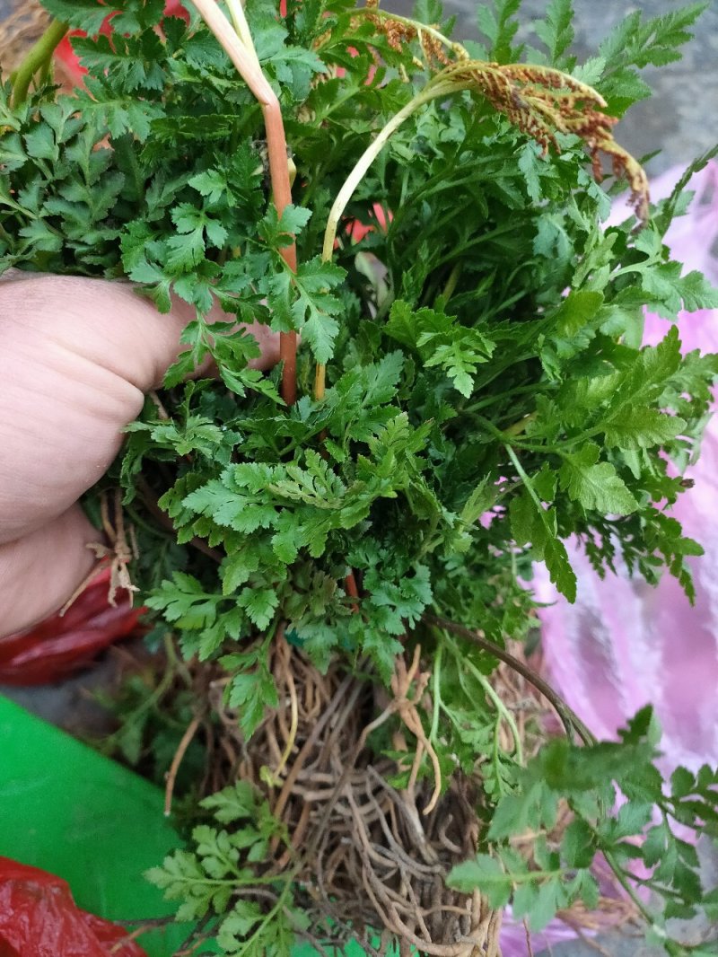 阴地蕨，一朵云，湖南高山地区野生阴地蕨，