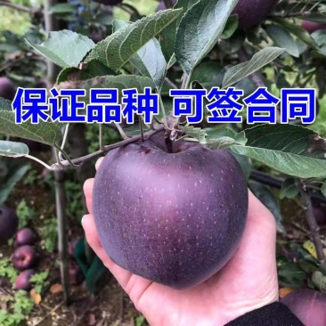 黑钻苹果树苗包成活率现挖现卖死苗免费补发欢迎来电