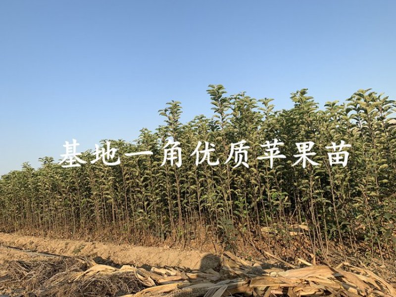 黑钻苹果树苗包成活率现挖现卖死苗免费补发欢迎来电