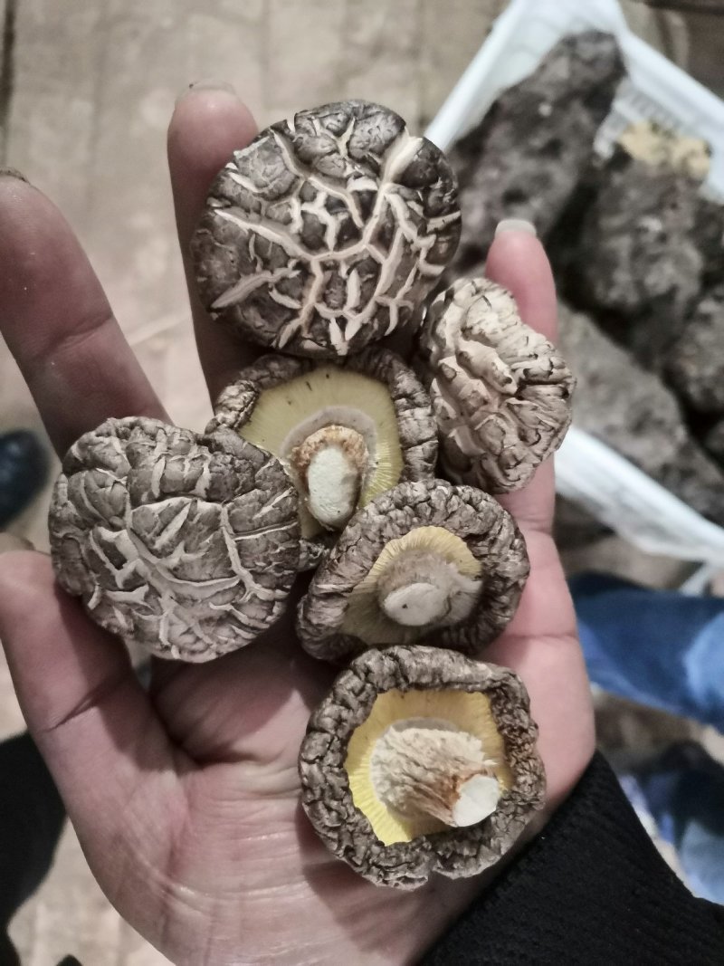 各种规格纯生态木头干香菇