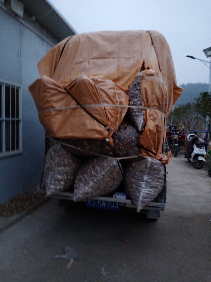 各种规格纯生态木头干香菇