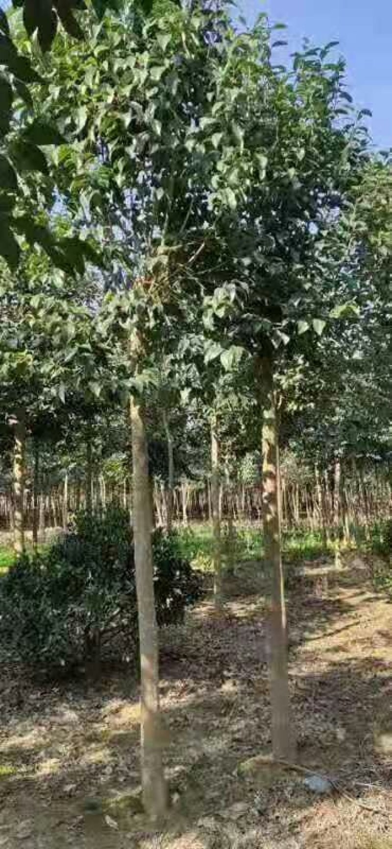 庭院四季常青绿化苗木行道工程树苗速生高杆大叶女贞树苗小苗