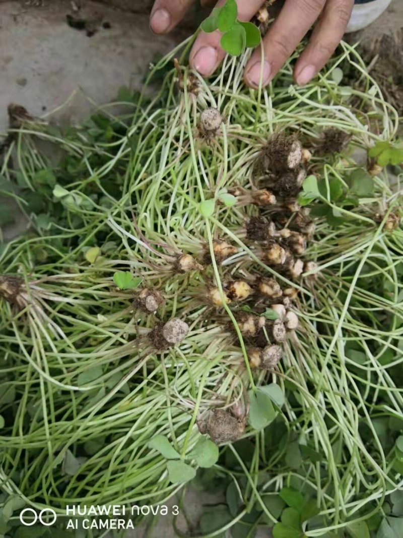 红花草红花杂草庭院地被植物彩色系列红花草红花草苗