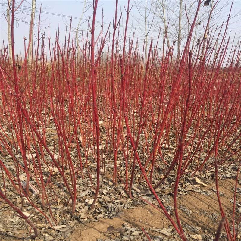 红杆麻球红瑞木苗红柳绿化苗木庭院植物彩色苗木树苗