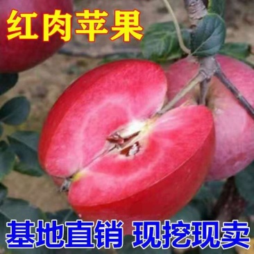 红肉苹果树苗基地直供包成活率现挖现卖死苗免费补发