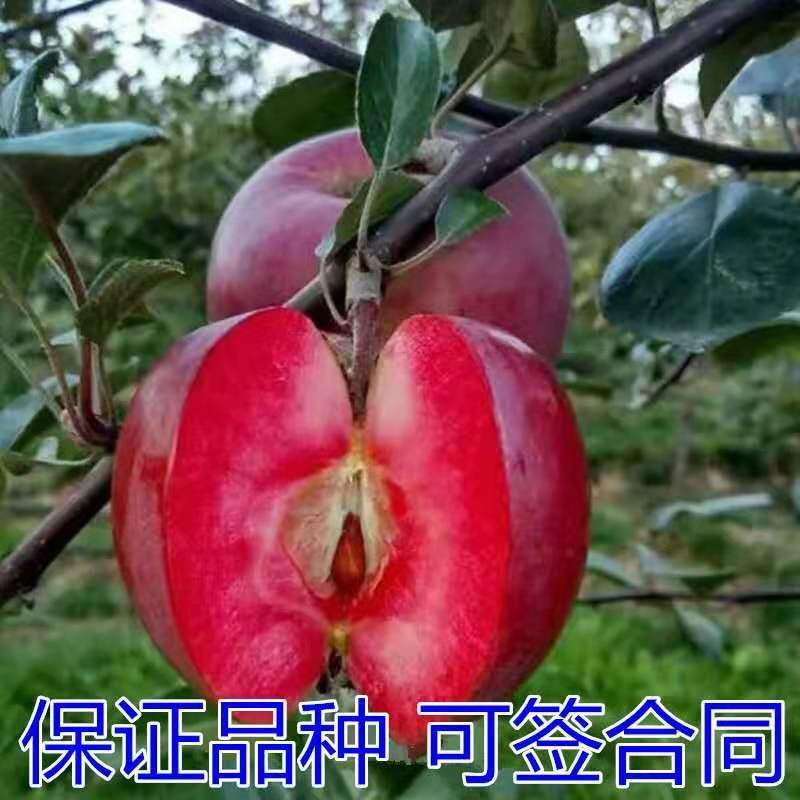红肉苹果树苗基地直供包成活率现挖现卖死苗免费补发