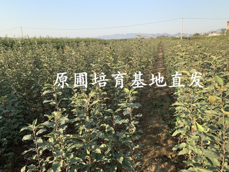 红肉苹果树苗基地直供包成活率现挖现卖死苗免费补发