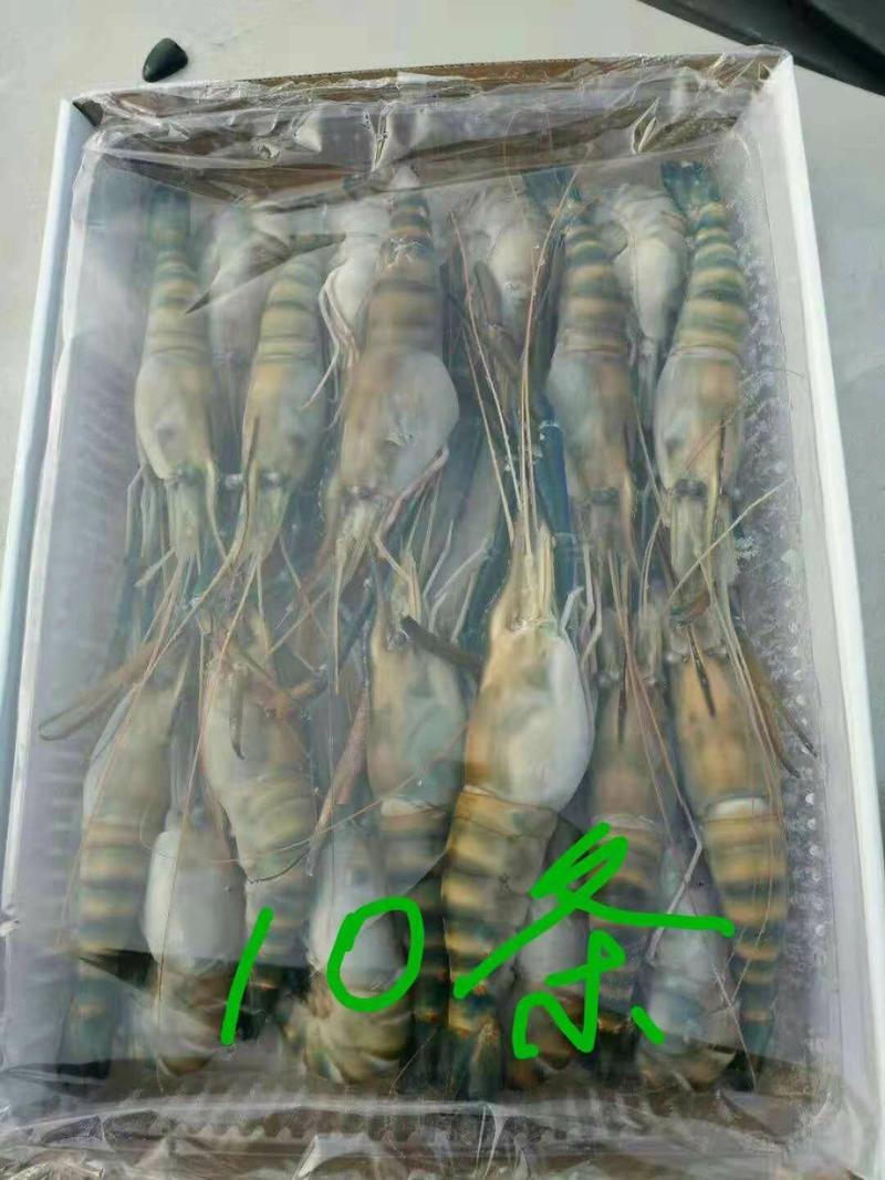 大量供应罗氏沼虾冷冻罗氏虾常年供应