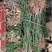 国槐苗国槐树苗黑槐苗黑槐树苗