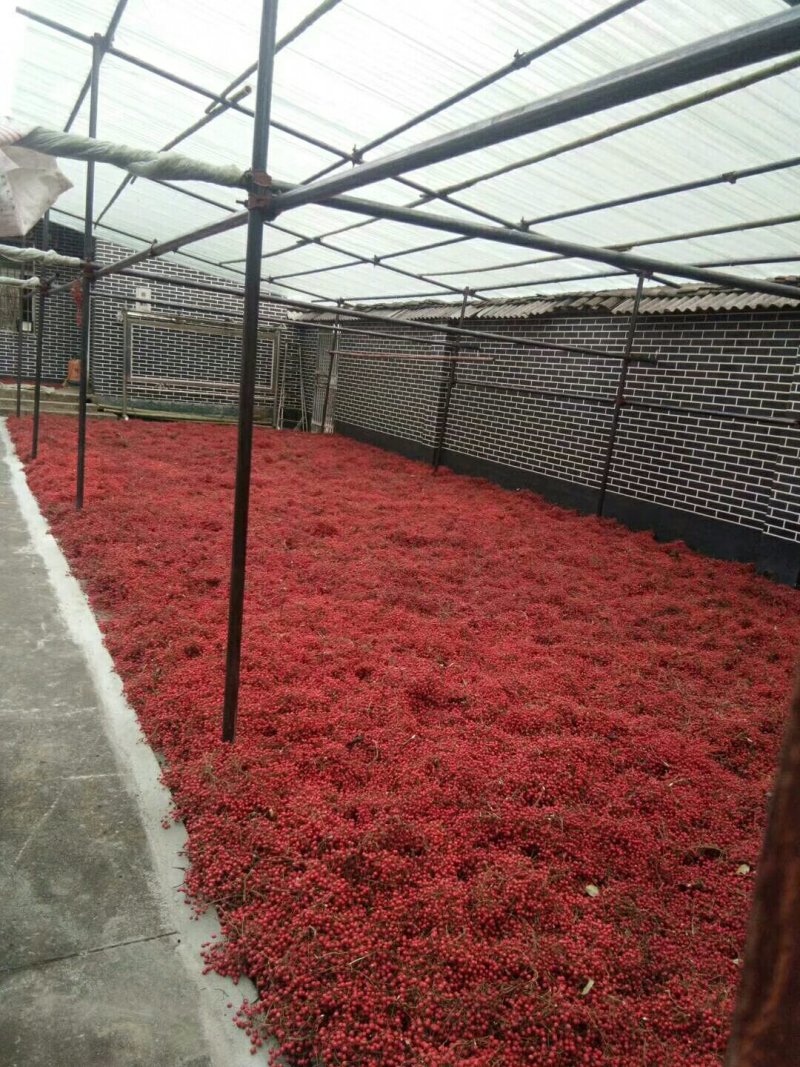 中国梦木本油料毛叶山桐子树20年的老树采的树种