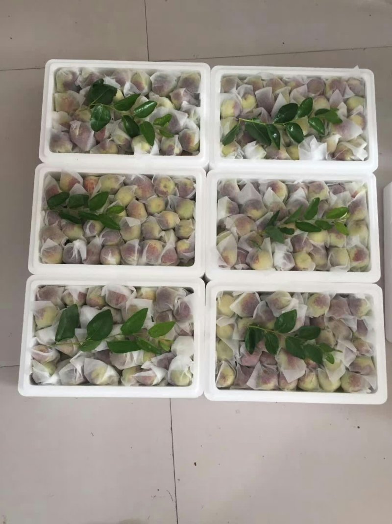产地直发山东沾化鲜冬枣对接大小平台档口商超冬枣代办