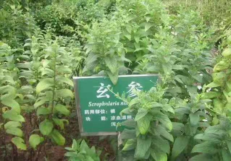 玄参芽优质改良玄参芽子玄参芽子大量供应