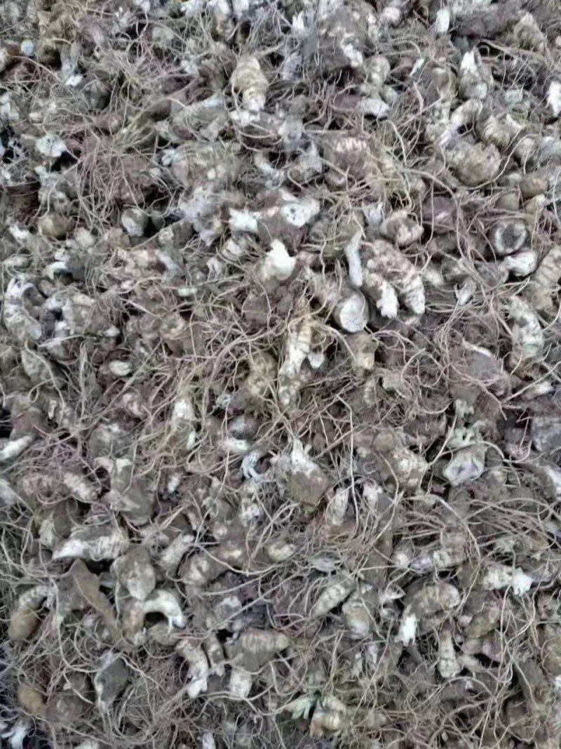 玄参芽优质改良玄参芽子玄参芽子大量供应