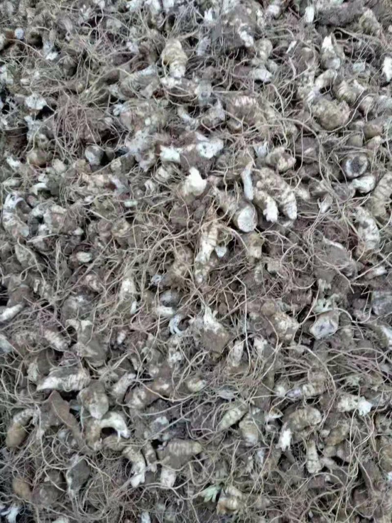 玄参芽优质改良玄参芽子玄参芽子大量供应