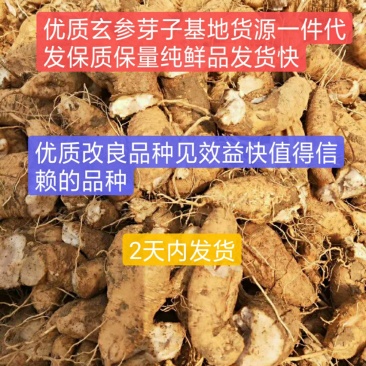 玄参芽优质改良玄参芽子玄参芽子大量供应