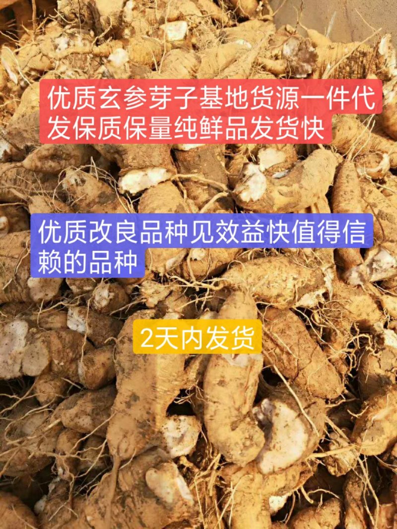 玄参芽优质改良玄参芽子玄参芽子大量供应